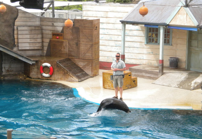 Seal show