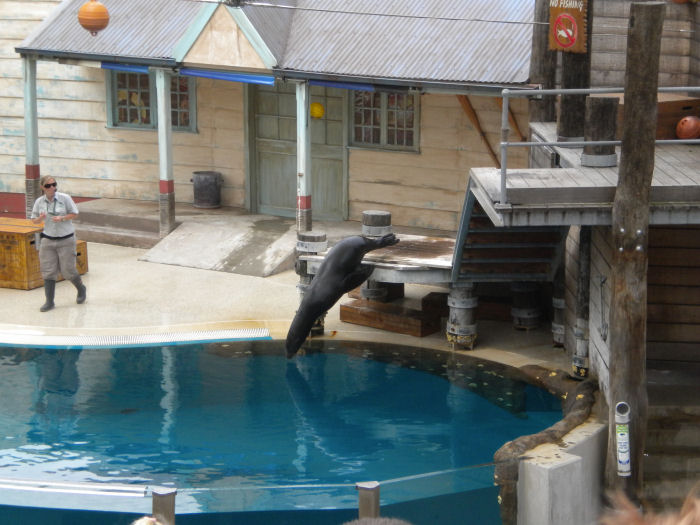 Seal show