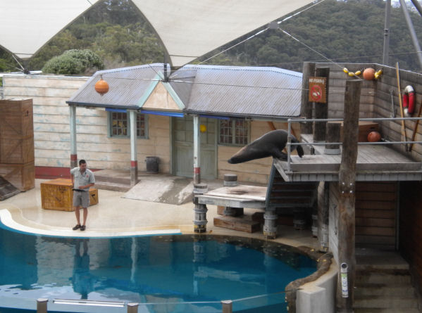 seal show