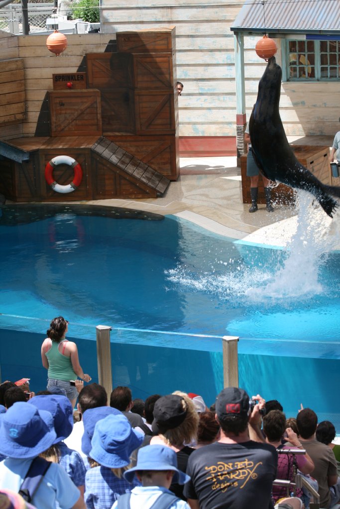 Seal Show