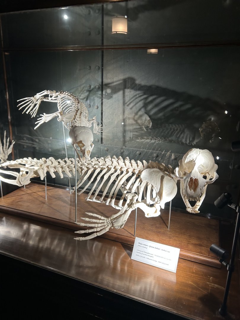 Seal skeleton