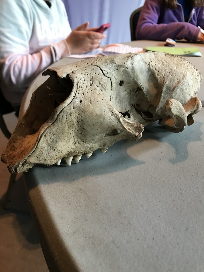 Seal skull