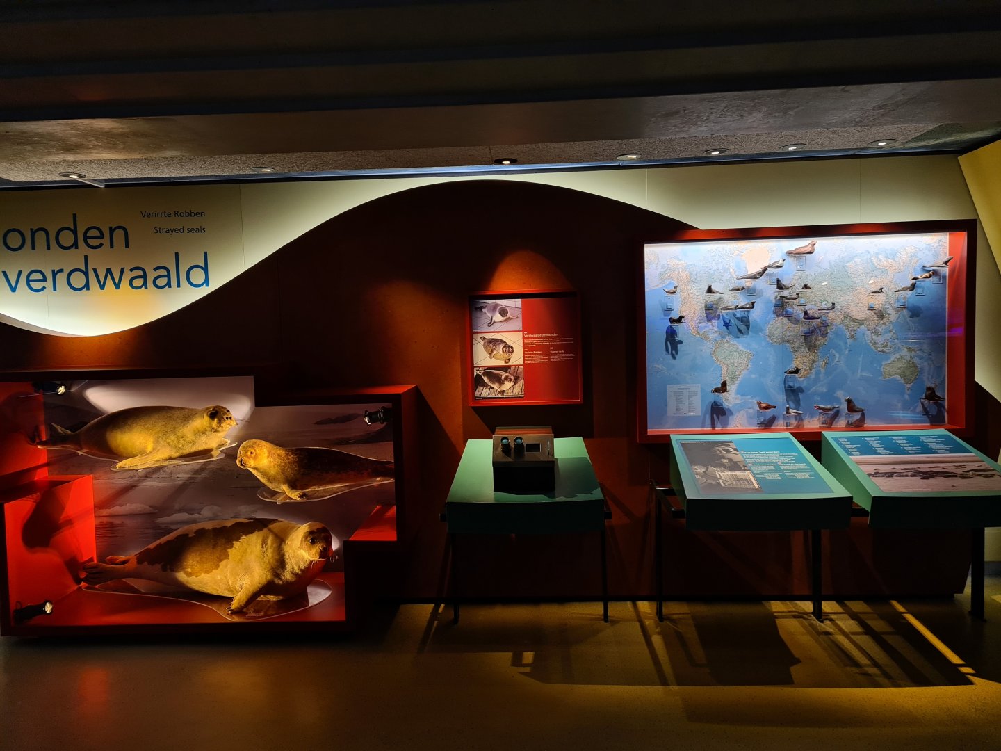 Seal species education point