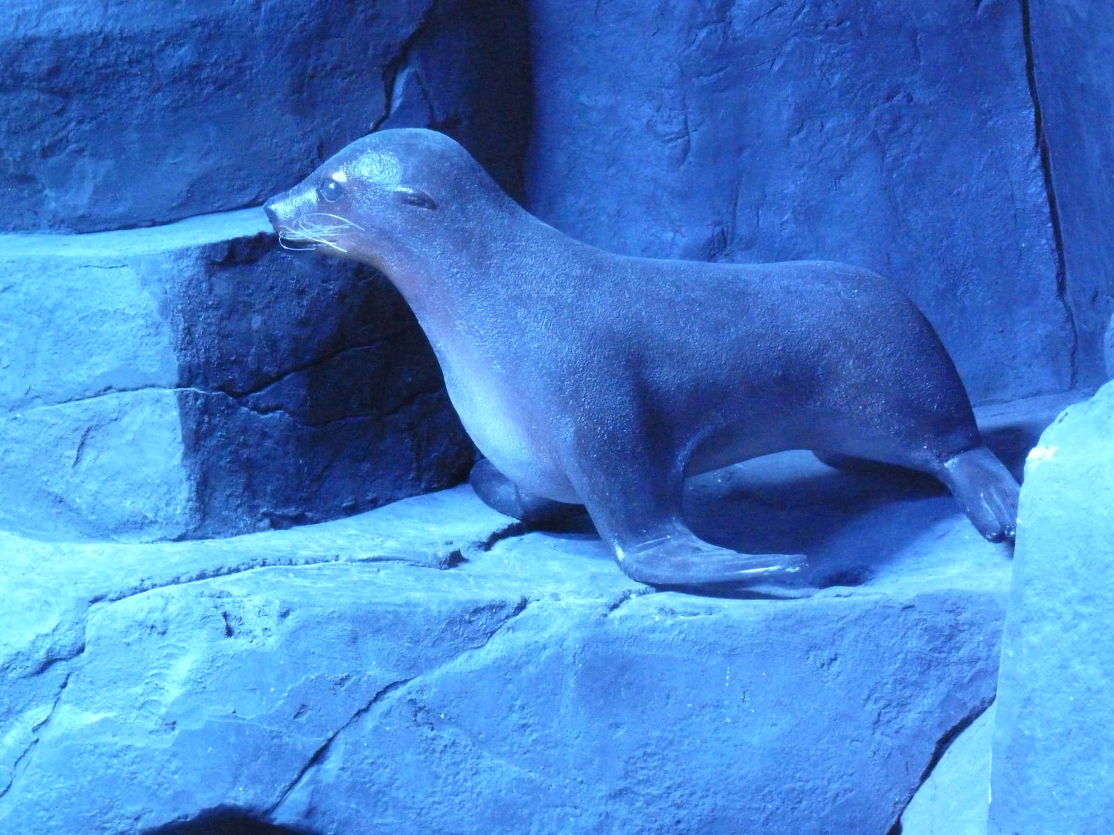 Seal Statue