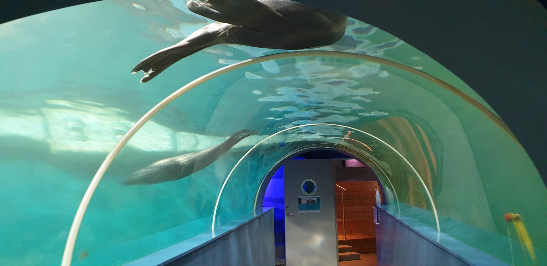 Seal tunnel