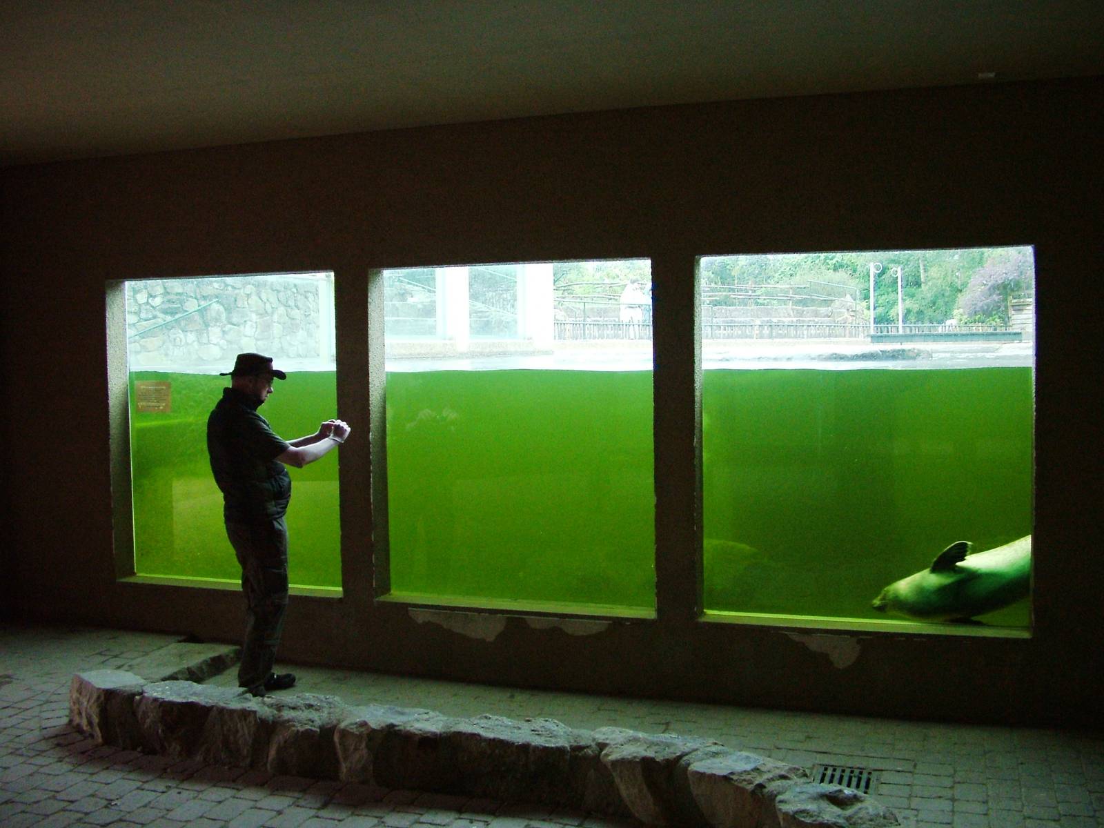 Seal Underwater Viewing at Rheine, 03/06/12