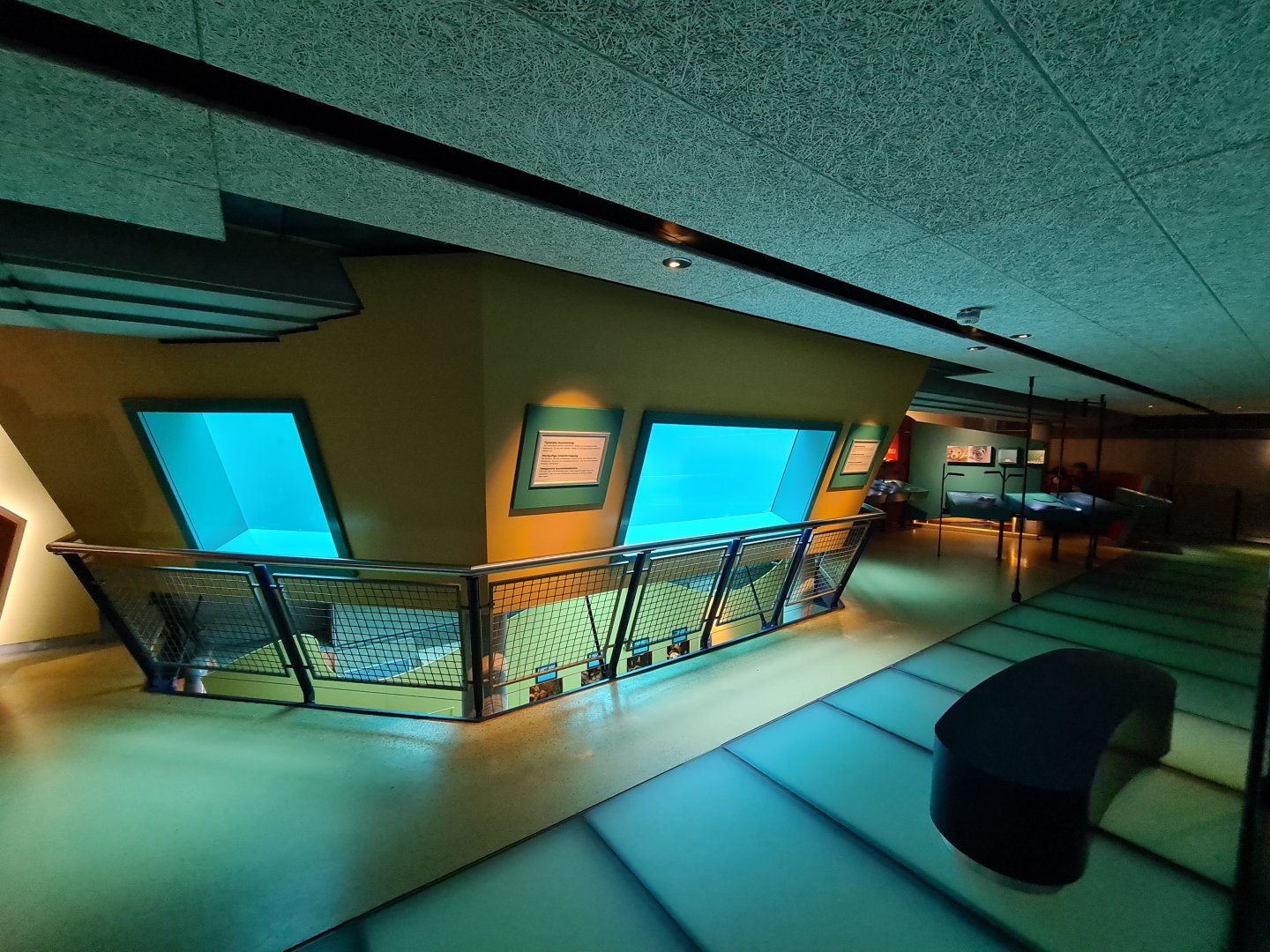 Seal underwater viewing from Sea Aquarium