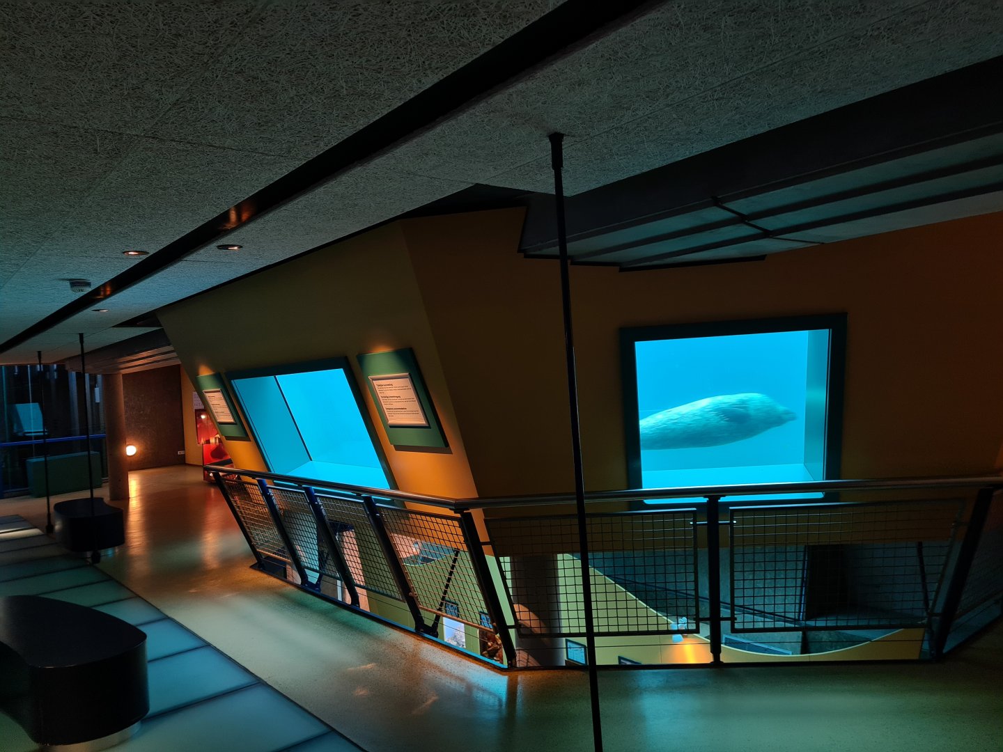 Seal underwater viewing from Sea Aquarium