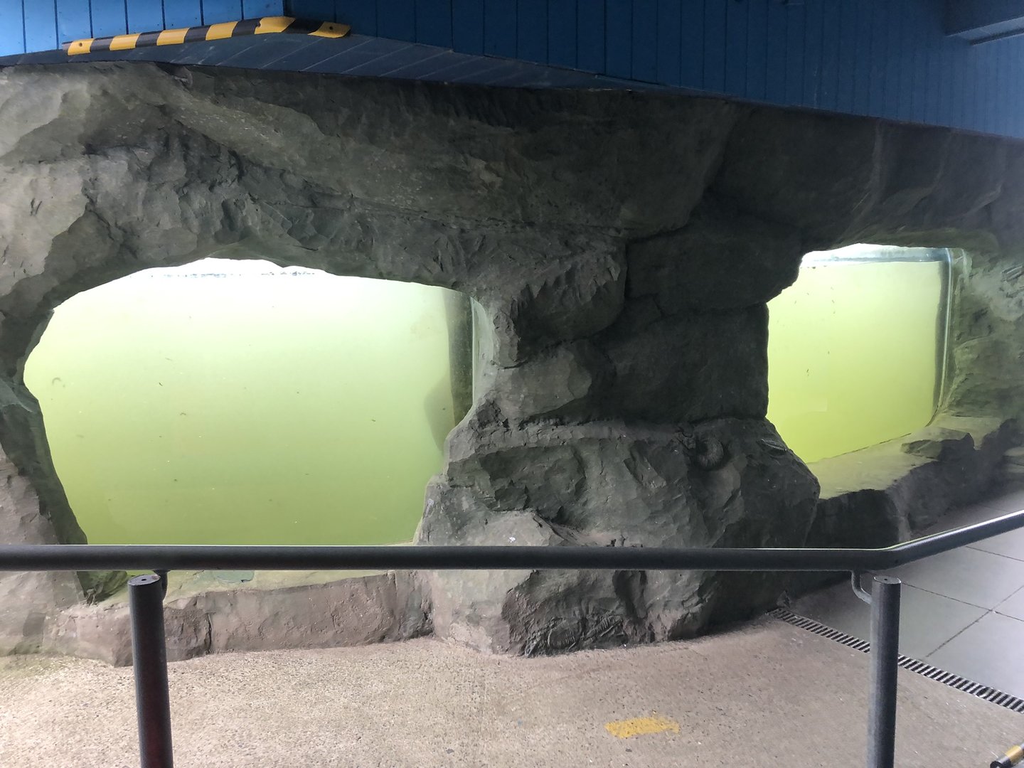 Seal Underwater Viewing Windows at SEA LIFE Scarborough (September 2022)