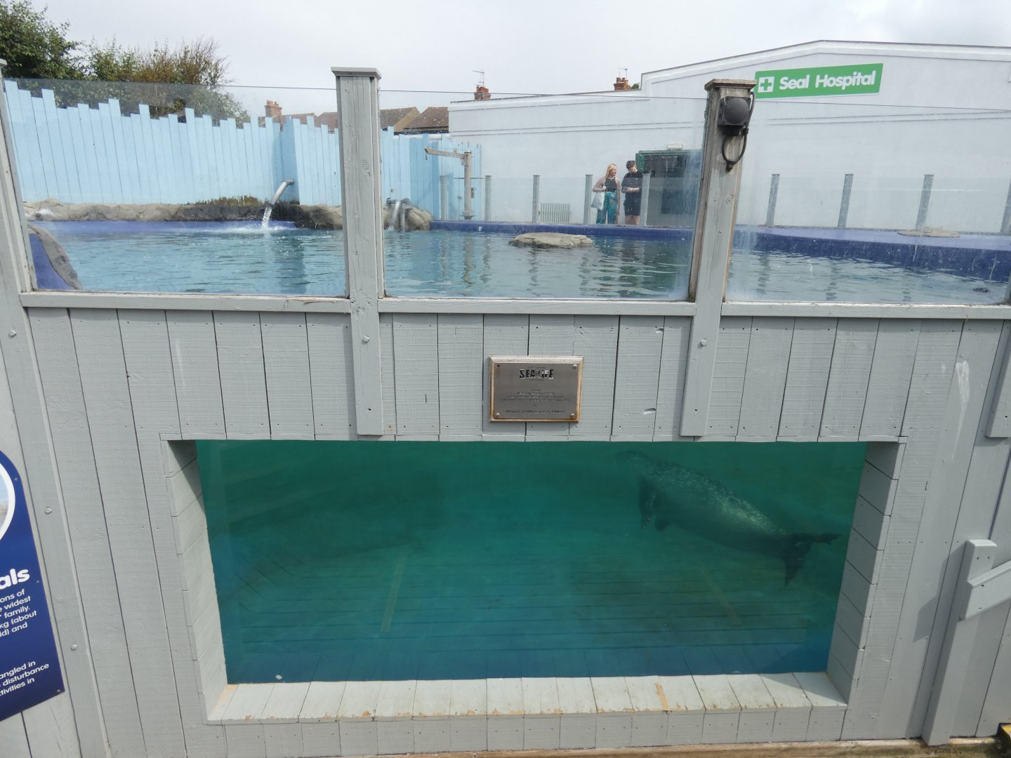 Seal underwater viewing