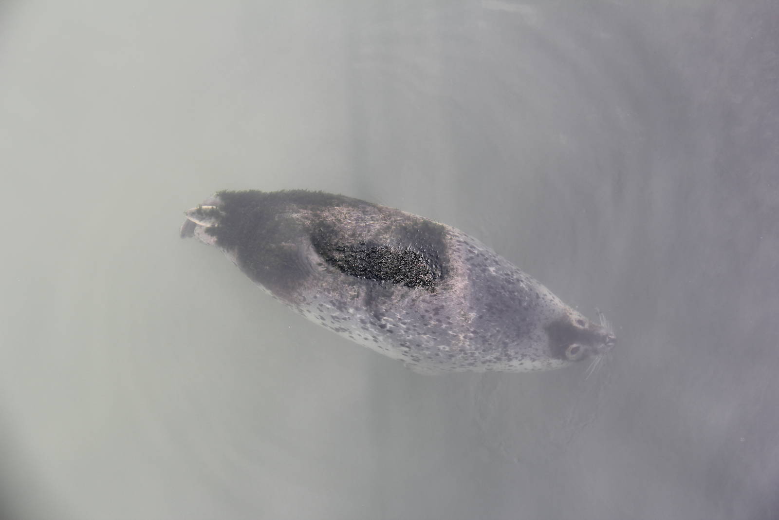 Seal with algae