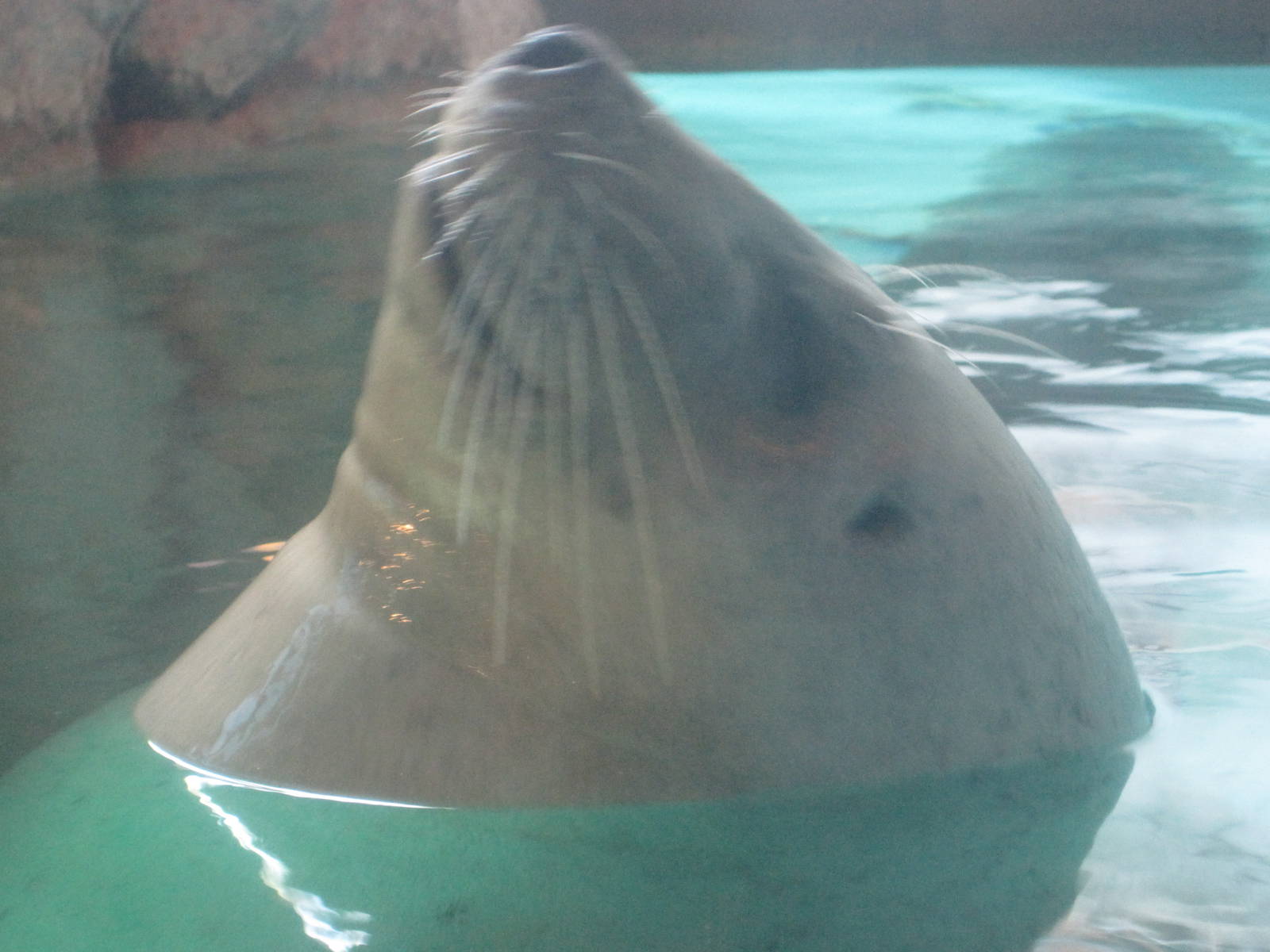 Seal
