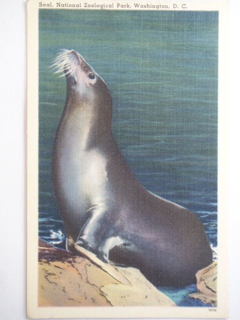 Seal