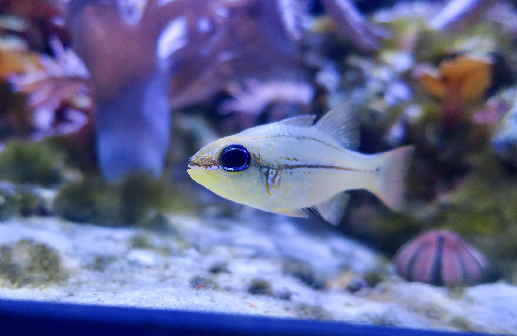 Seale's Cardinalfish (Ostorhinchus sealei)