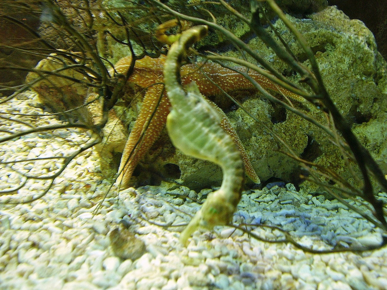 Sealife Breeding Centre