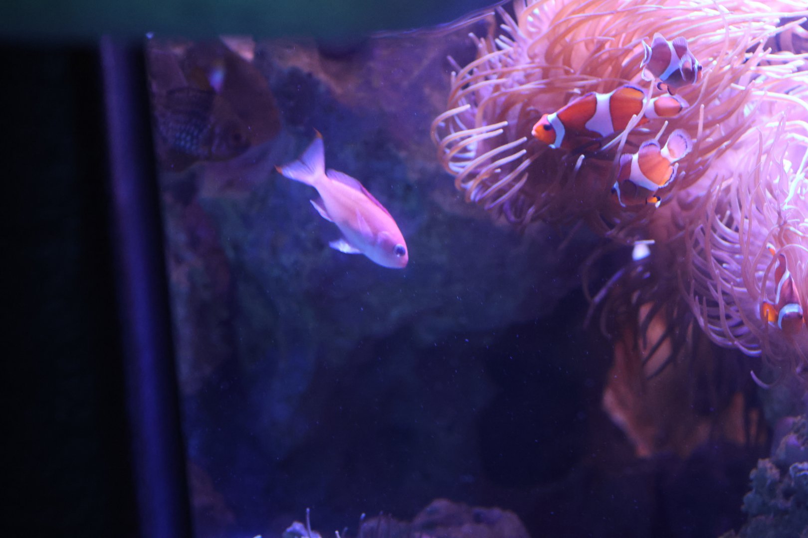 SeaLife Melbourne - Anthias ID??