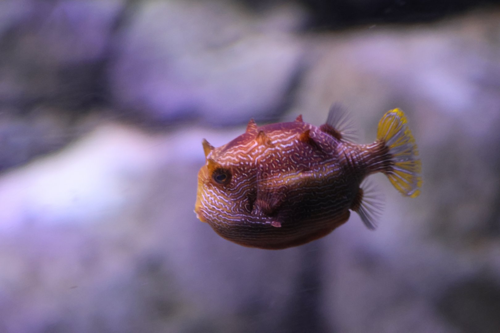 SeaLife Melbourne - Boxfish ID??