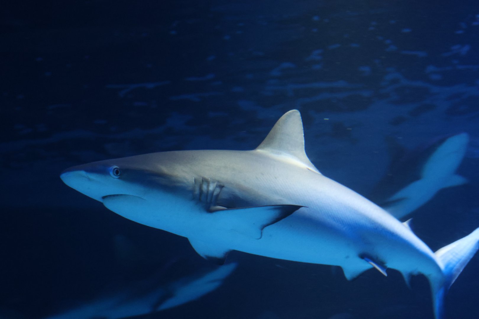 SeaLife Melbourne - Carcharhinus amblyrhynchos??