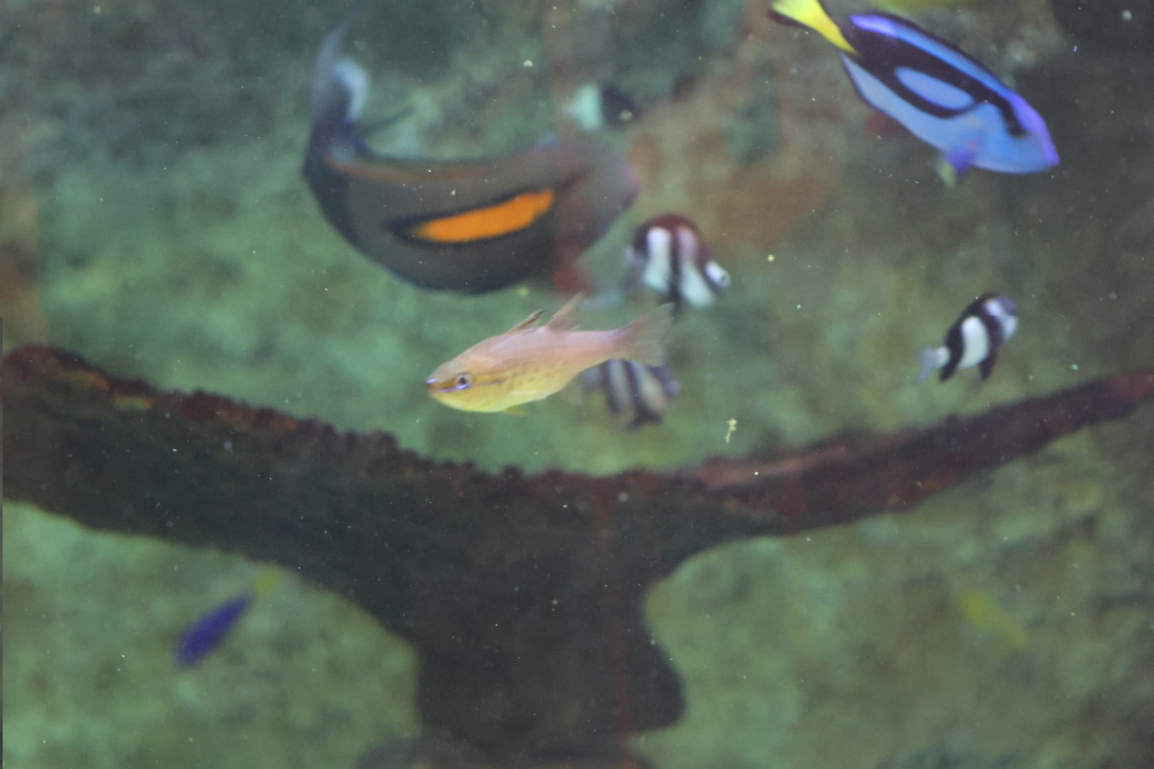SeaLife Melbourne - Cardinalfish and Damselfish ID??