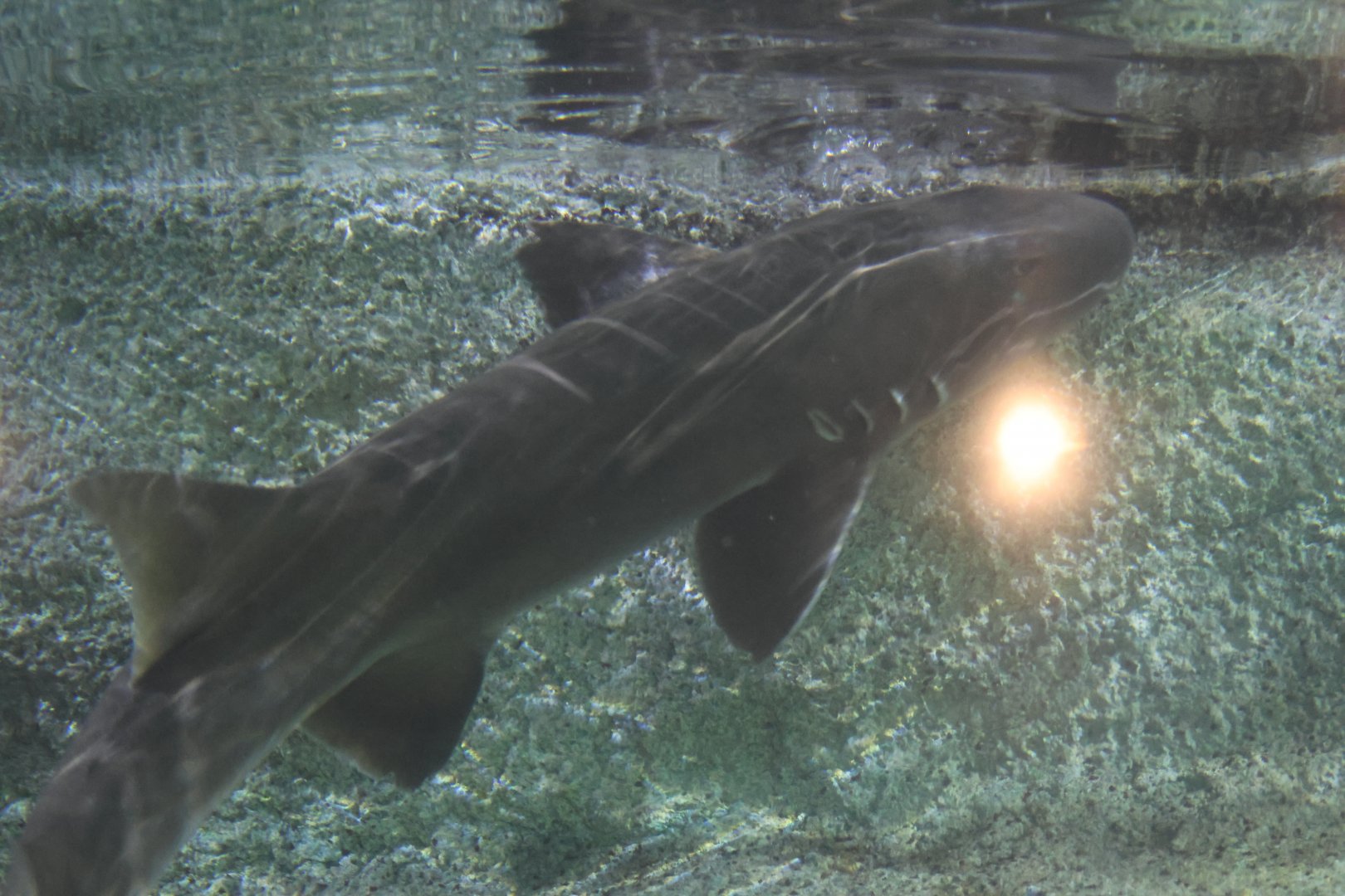 SeaLife Melbourne - Chiloscyllium punctatum??