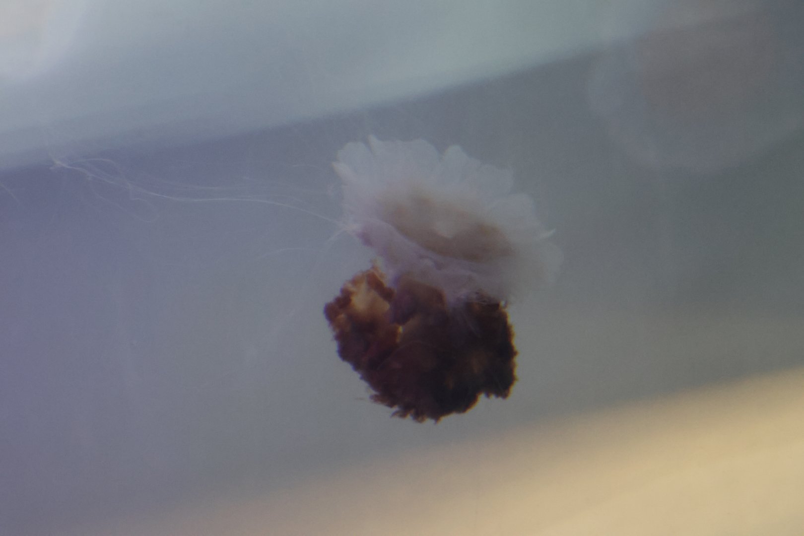 SeaLife Melbourne - Cyanea capillata??