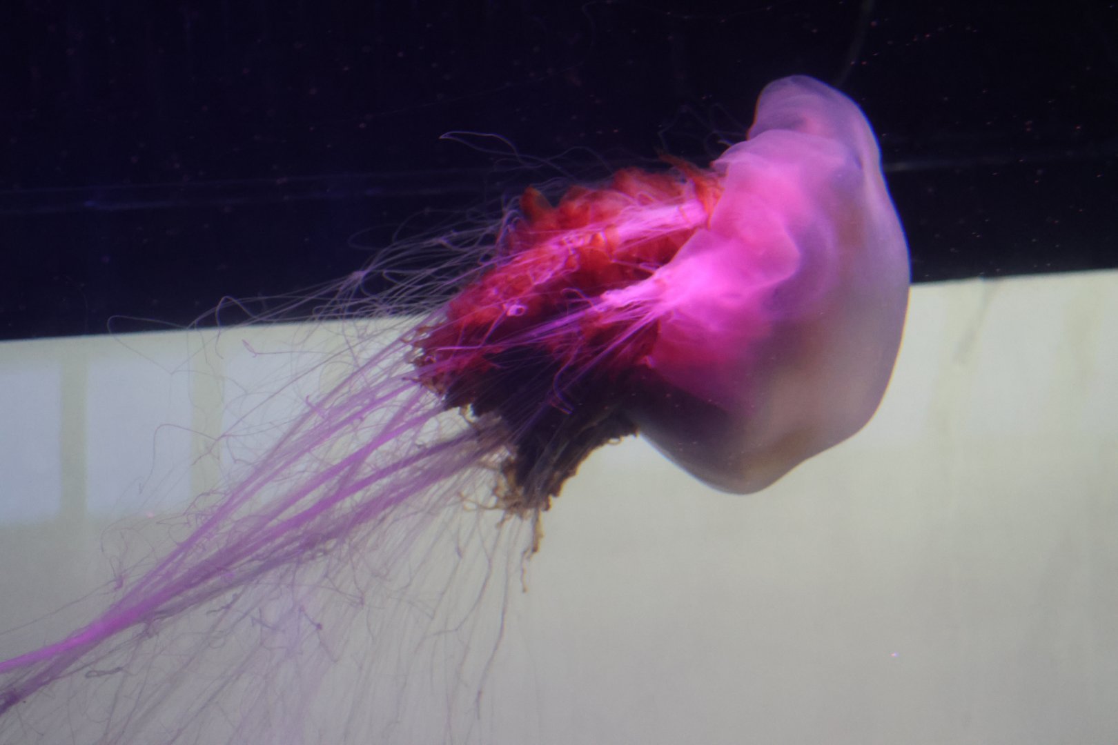 SeaLife Melbourne - Cyanea capillata??