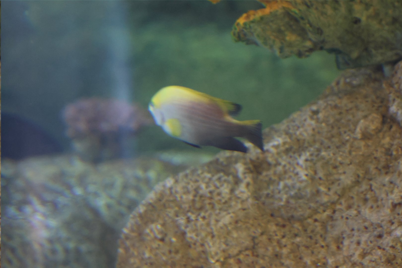 SeaLife Melbourne - Damselfish ID??