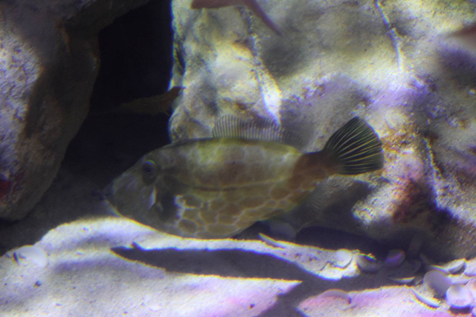 SeaLife Melbourne - Eubalichthys gunnii??