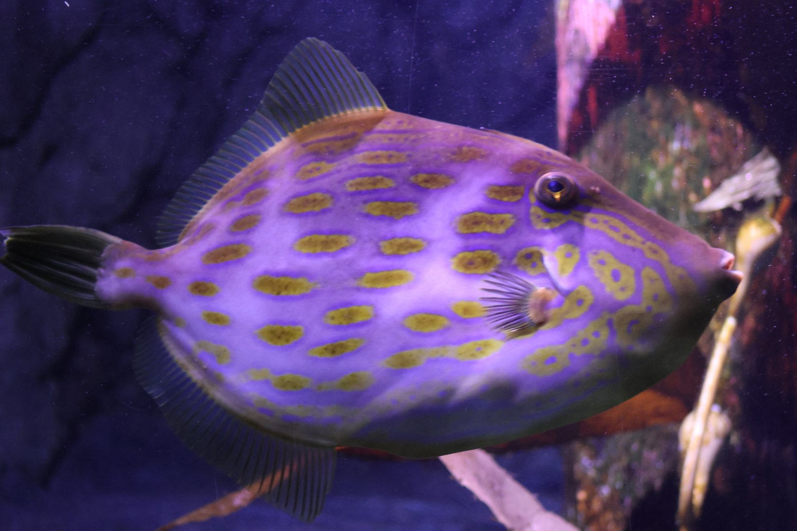 SeaLife Melbourne - Eubalichthys mosaicus??