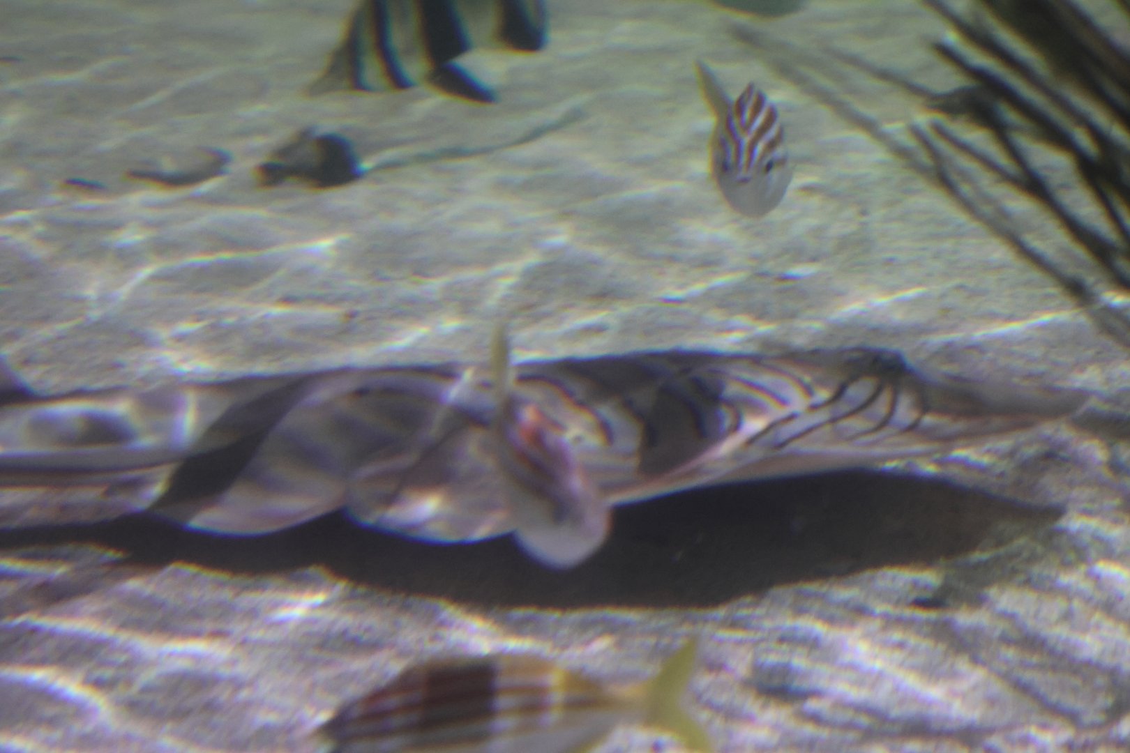 SeaLife Melbourne - Fiddler Ray ID??