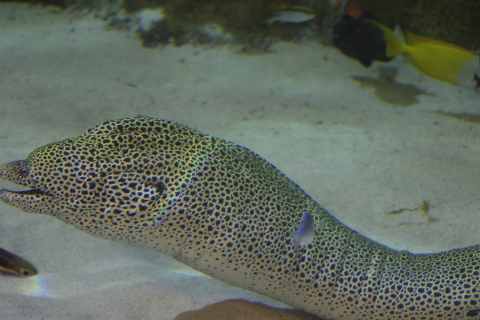 SeaLife Melbourne - Gymnothorax favagineus??