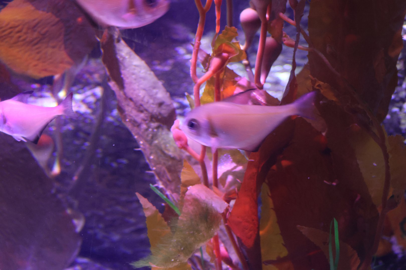 SeaLife Melbourne - ID??