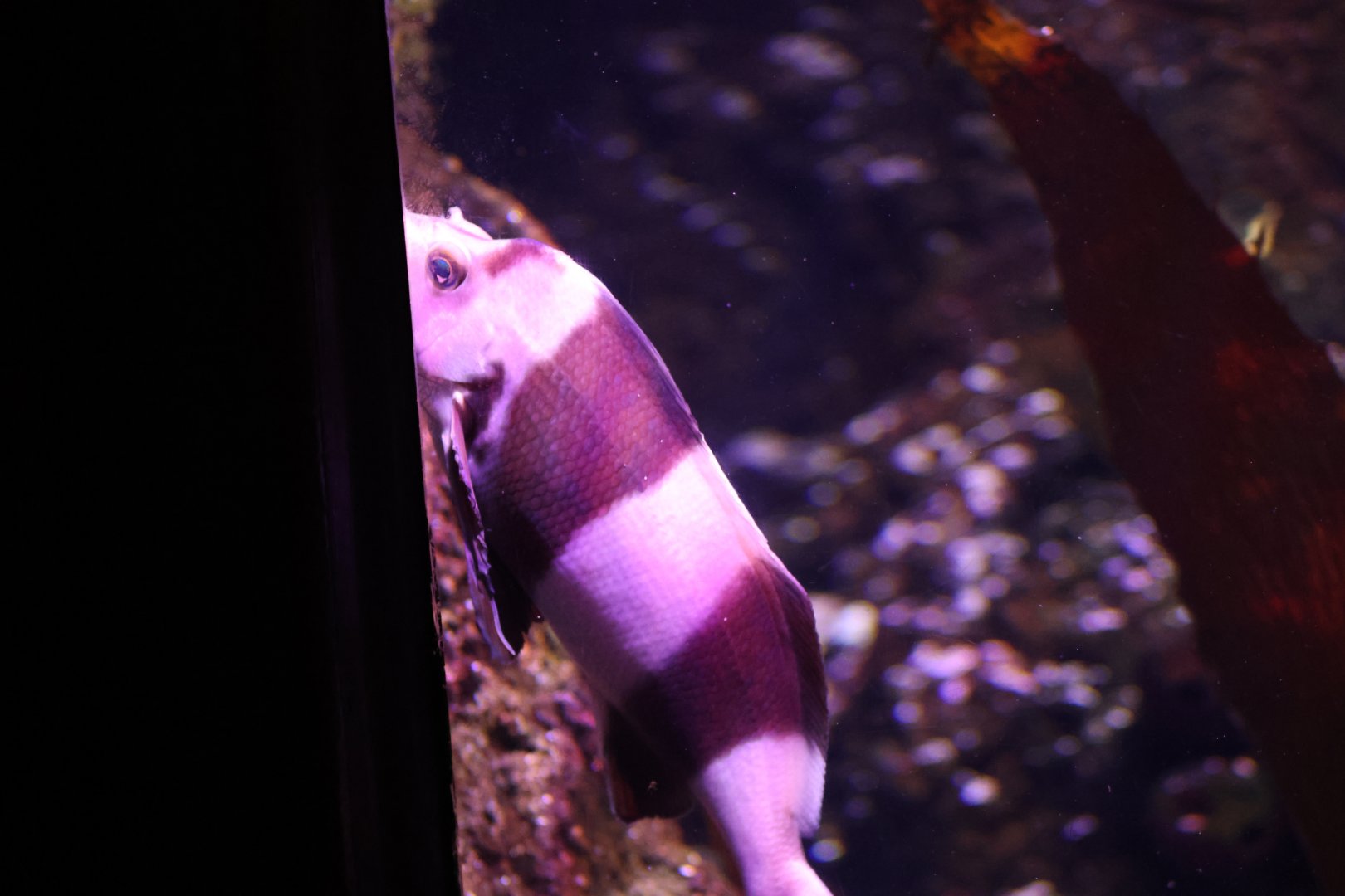 SeaLife Melbourne - ID??