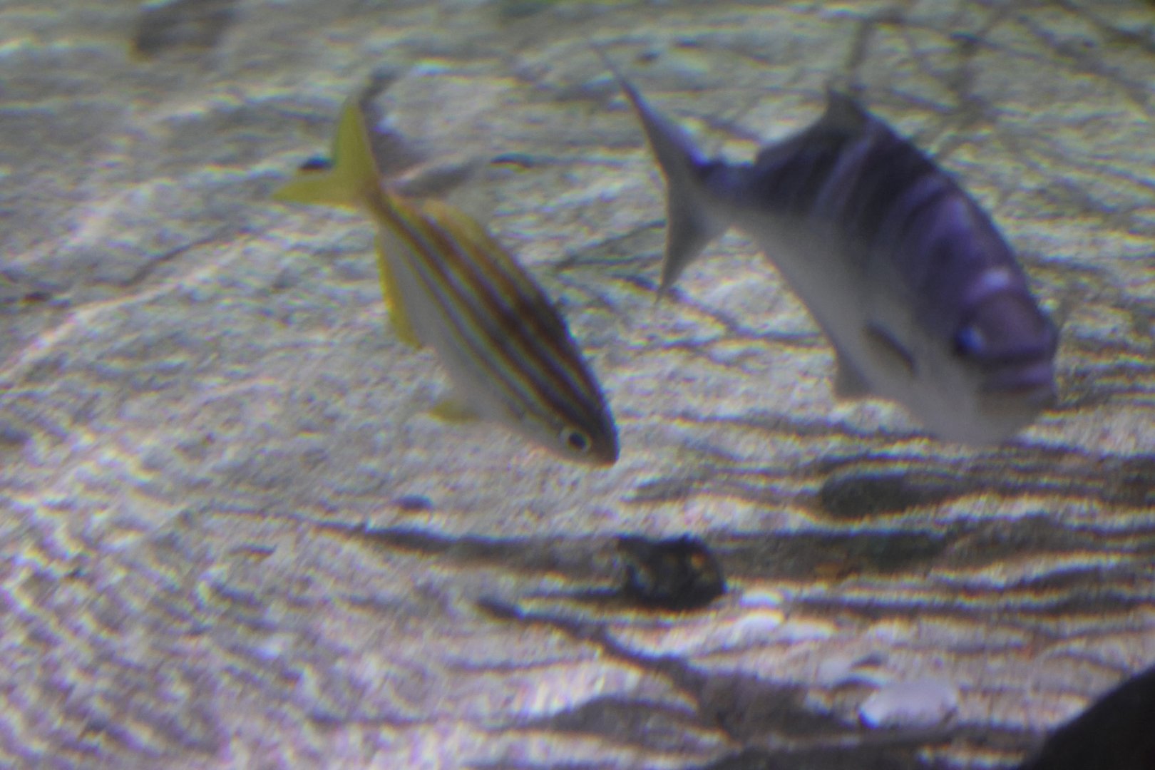 SeaLife Melbourne - ID??