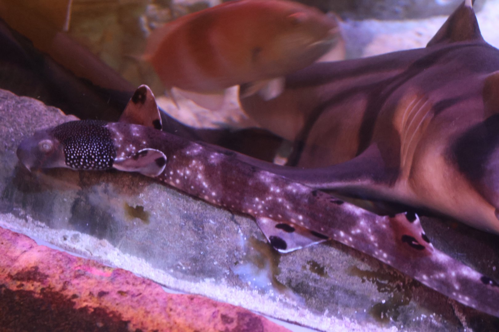 SeaLife Melbourne - ID??