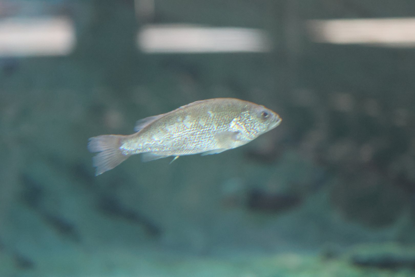 SeaLife Melbourne - ID??