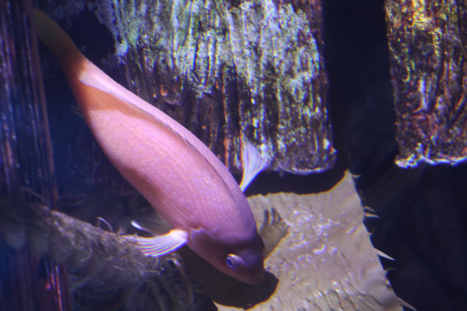 SeaLife Melbourne - ID??