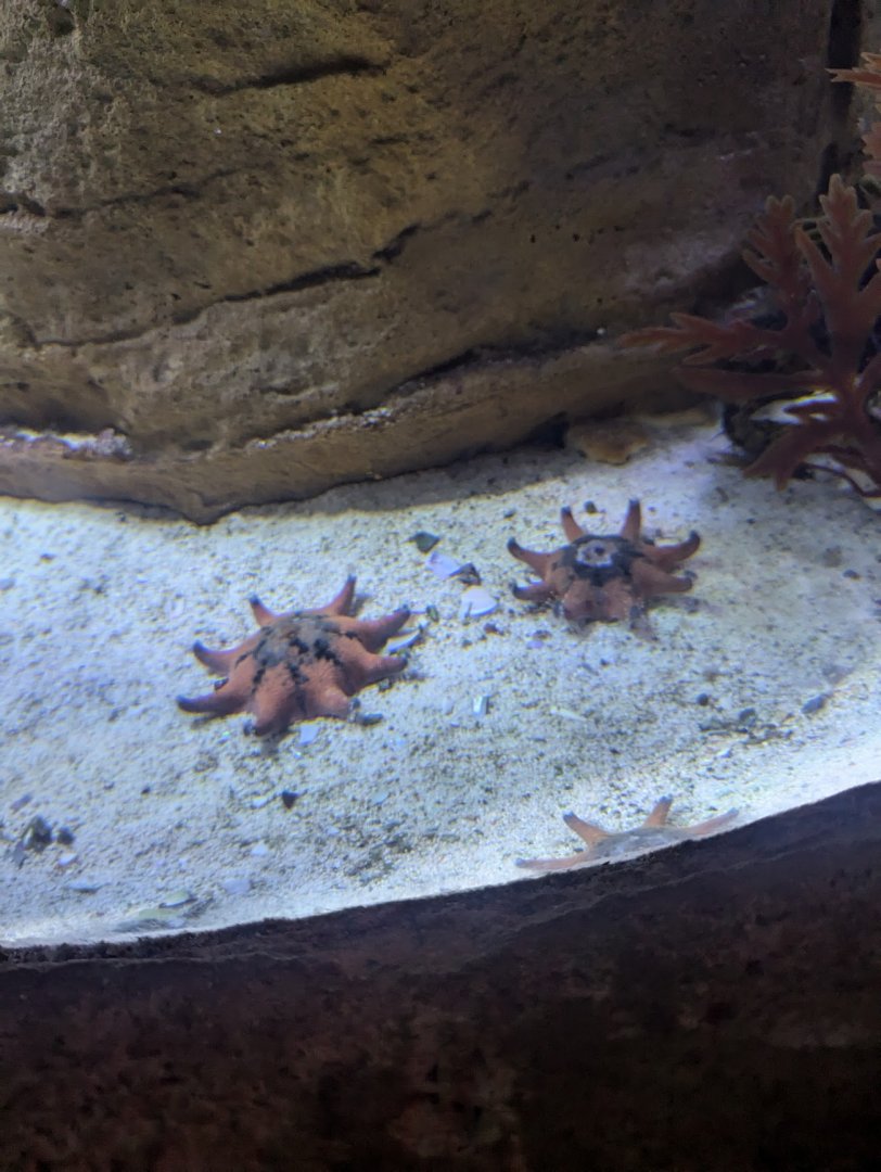 SeaLife Melbourne - Meridiastra calcar??