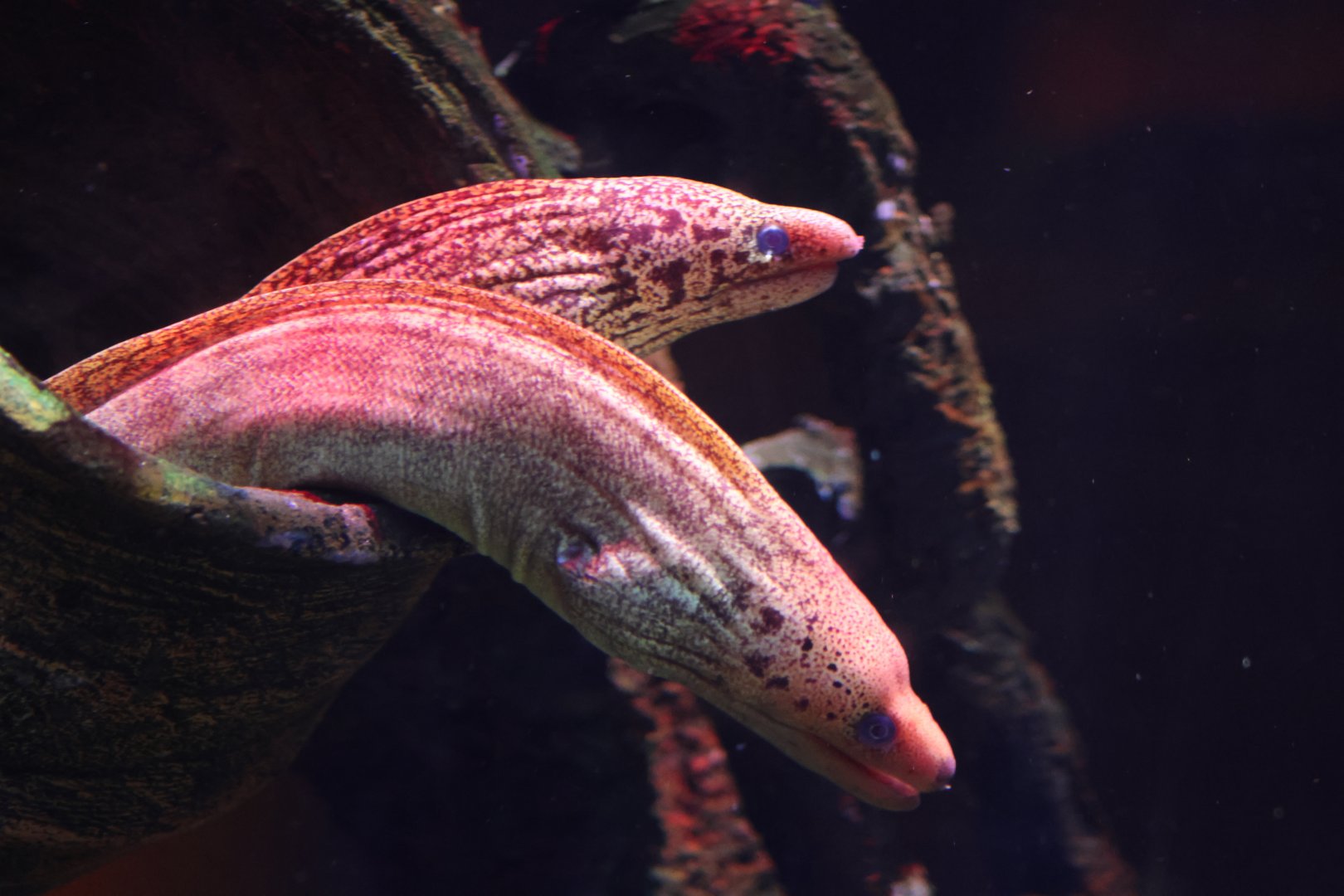 SeaLife Melbourne - Moray ID??