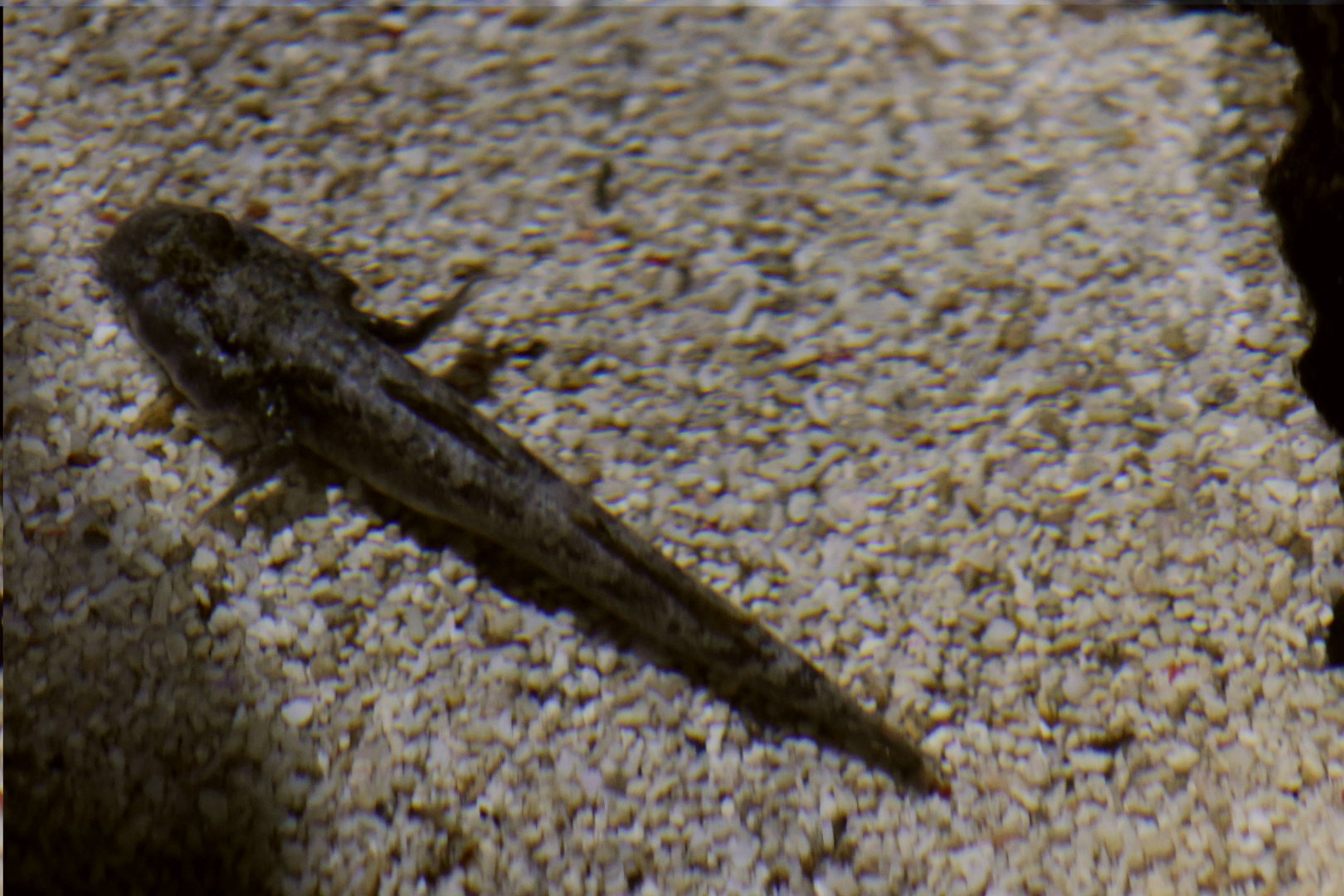 SeaLife Melbourne - Mudskipper? ID??