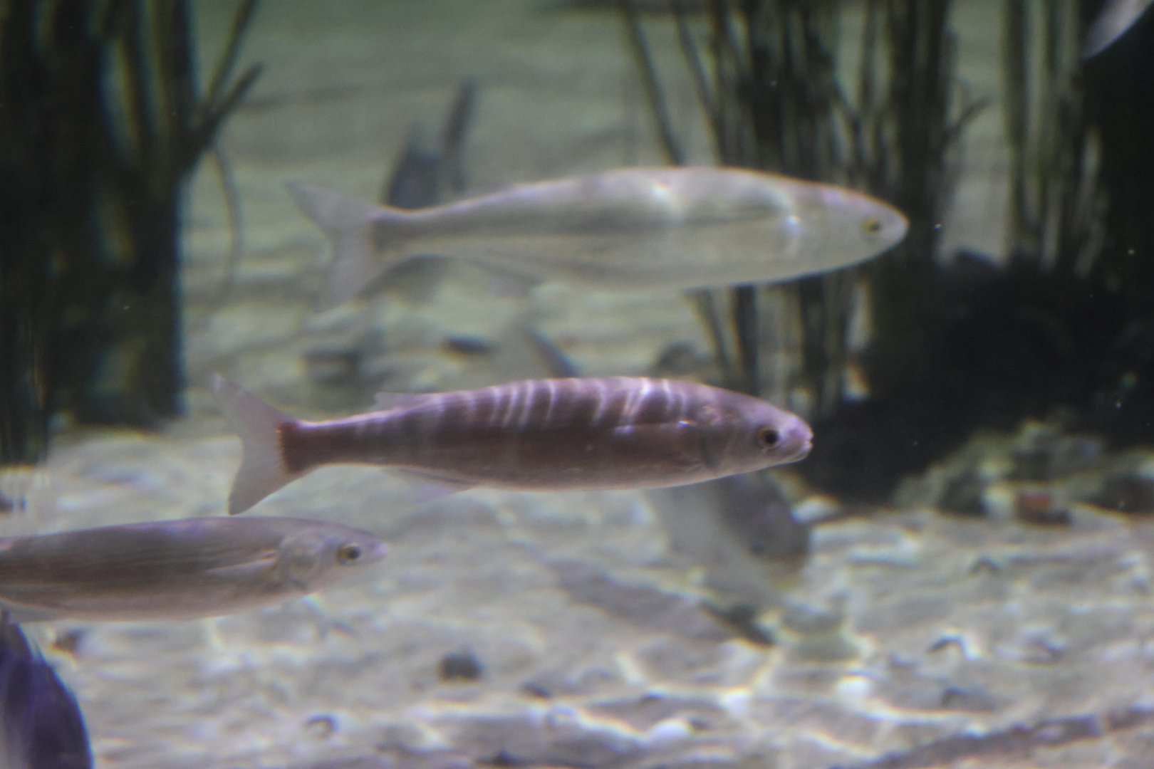 SeaLife Melbourne - Mullet ID??