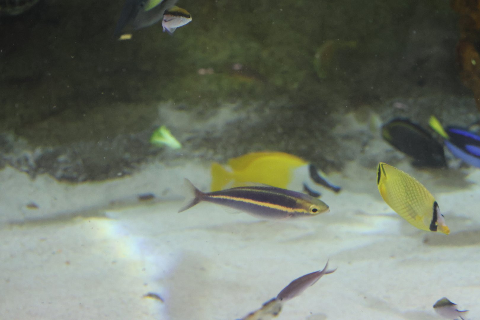 SeaLife Melbourne - Pentapodus emeryii??