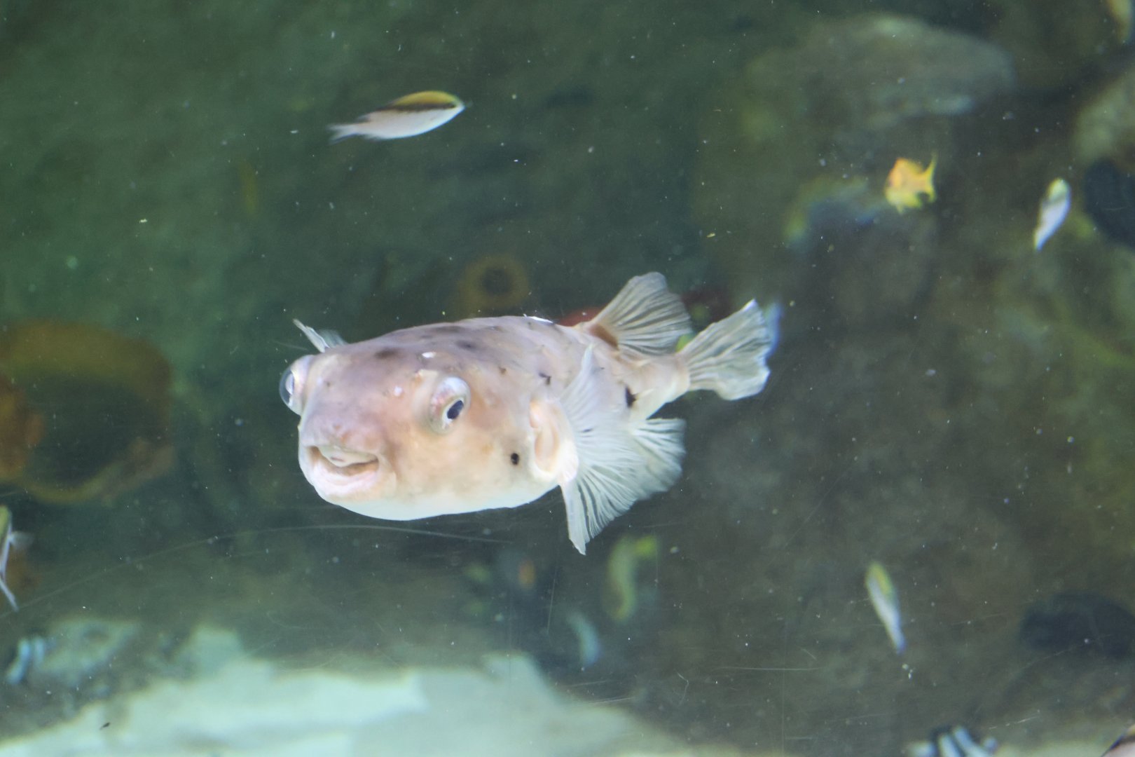 SeaLife Melbourne - Porcupinefish ID??