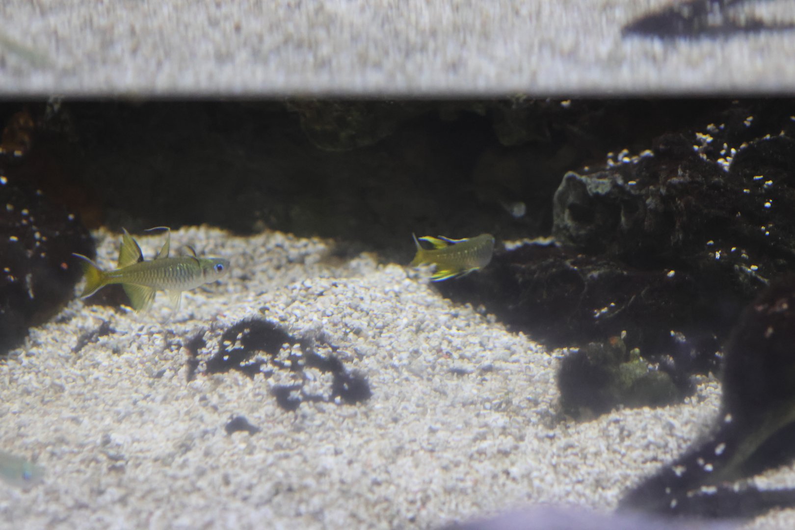 SeaLife Melbourne - Pseudomugil signifer??