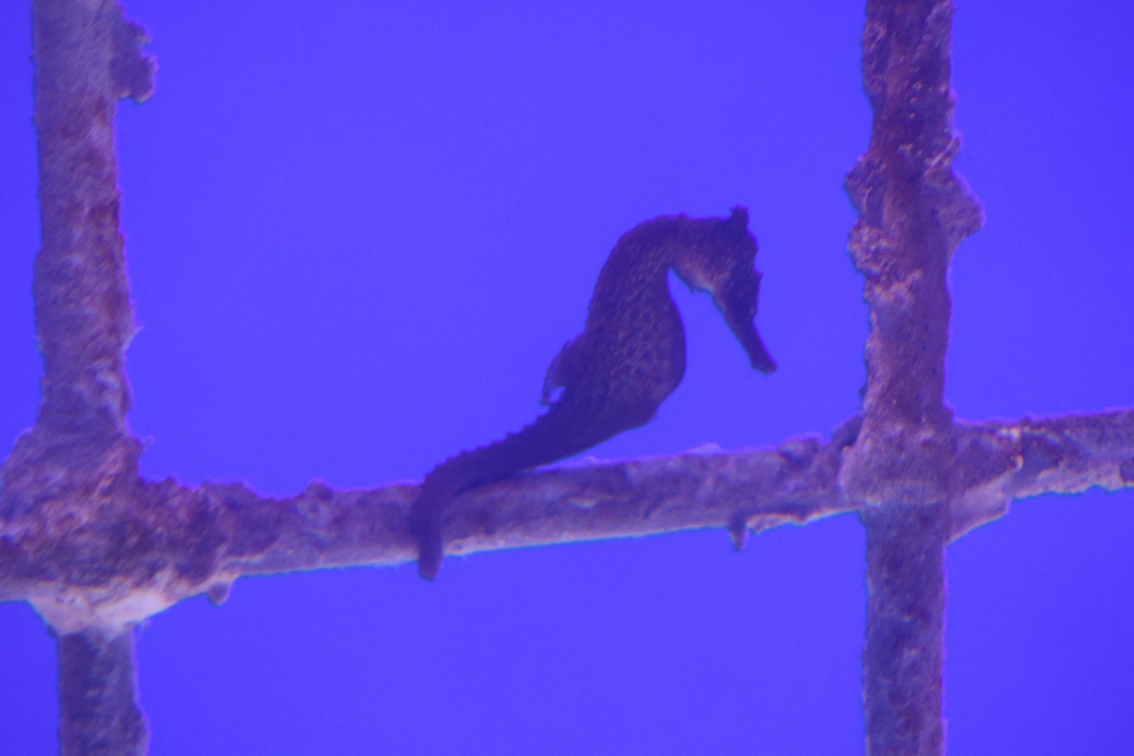 SeaLife Melbourne - Seahorse ID??