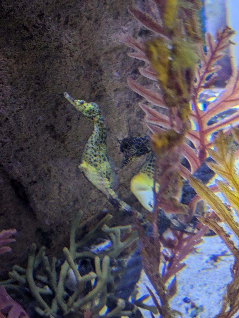 SeaLife Melbourne - Seahorse ID??