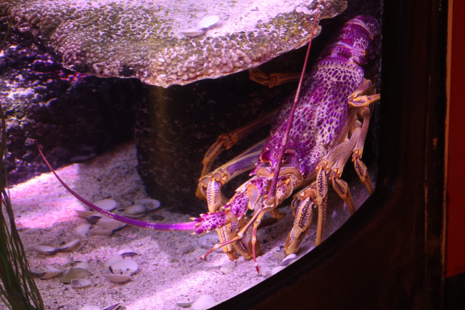 SeaLife Melbourne - Southern Rock Lobster??
