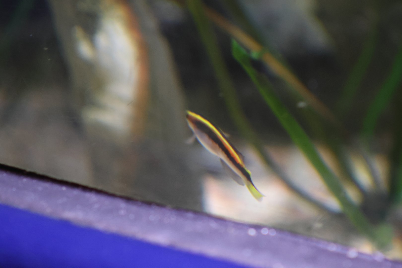 SeaLife Melbourne - Trachinops taeniatus??