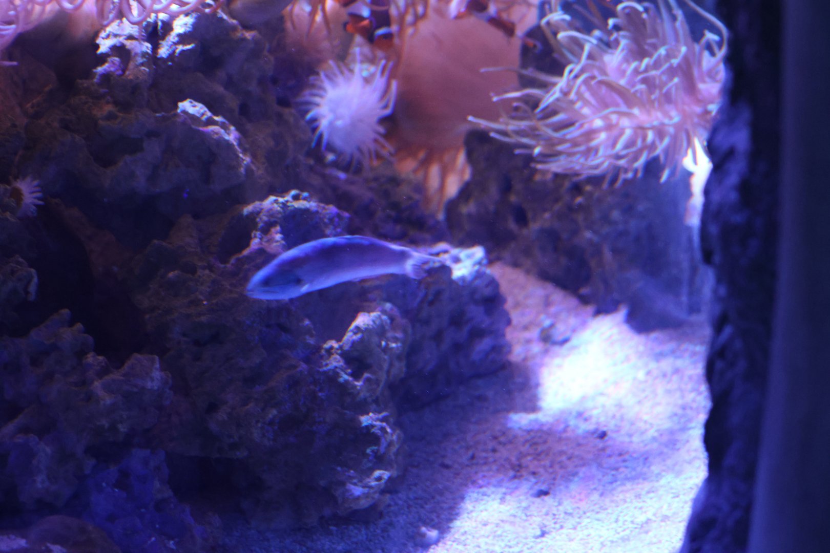 SeaLife Melbourne - Wrasse ID??