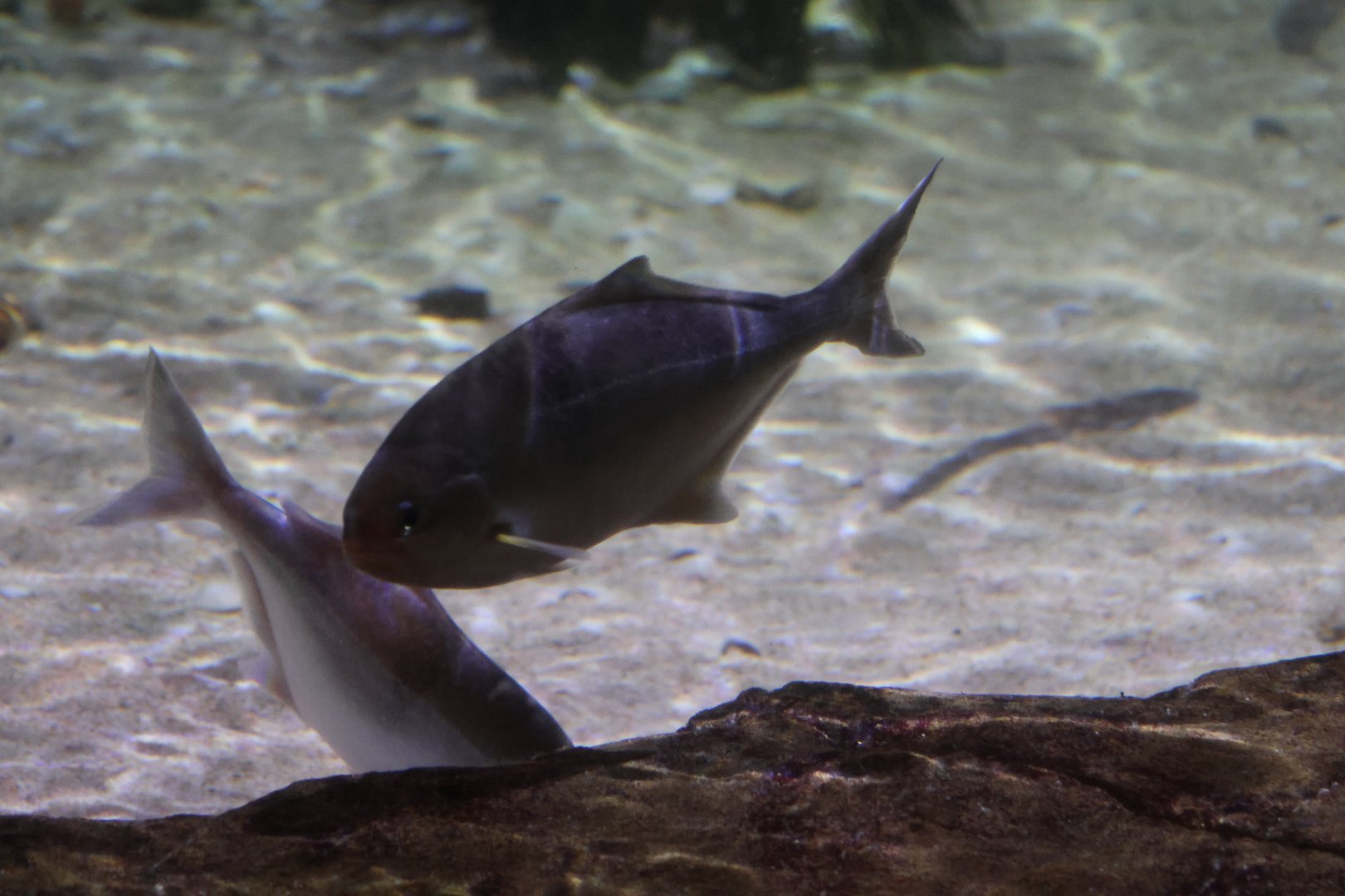 SeaLife Melbourne - Young Trevally??